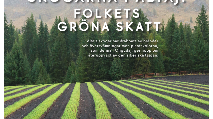 Trädplantering i Ryssland