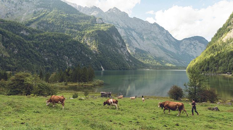 Berchtesgadener Land Køer ved Königssee; tysk alpevej © www.bayern.by_Peter von Felbert.jpg