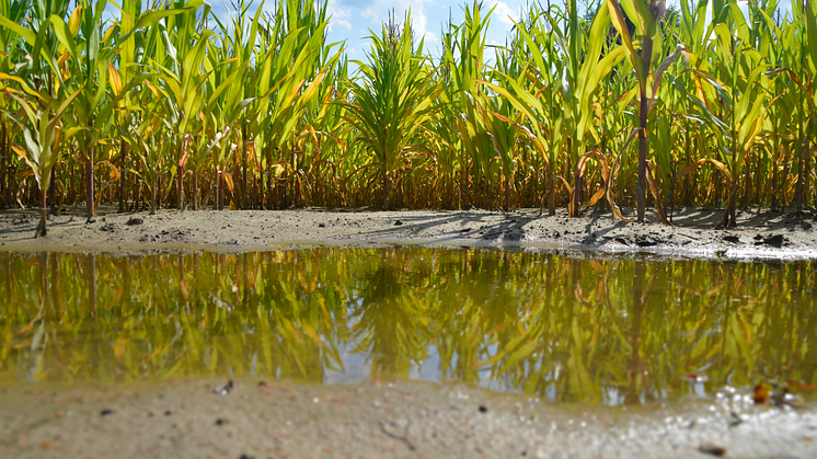 EXPERT COMMENT: The secret world of puddles