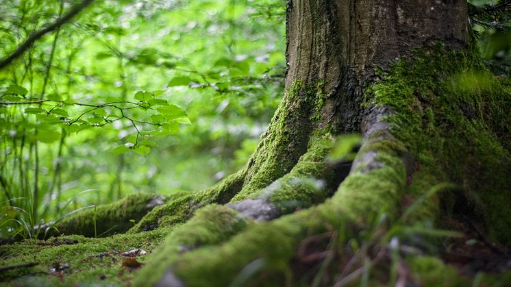 Ny satsning tar hänsyn till klimatet i stålprojekt