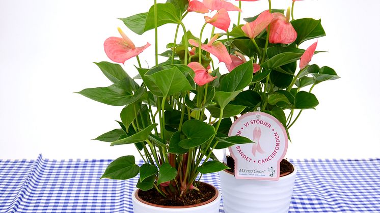 Dagens Rosa Produkt 28 oktober - en Rosenkalla från Mäster Grön