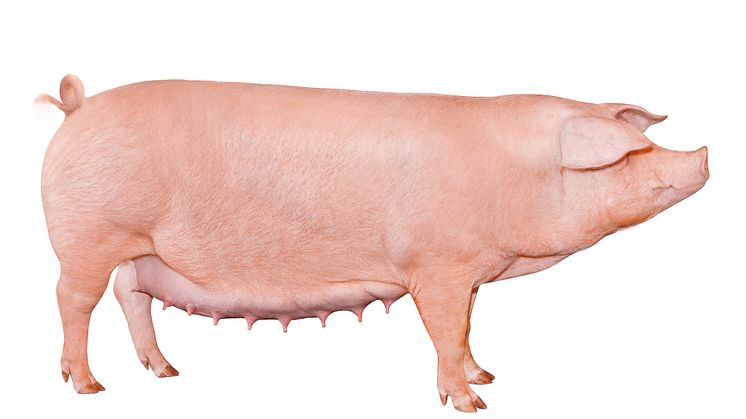 Norsvin Landsvin er ettertraktet på verdensmarkedet, og distribueres i mer enn 50 land gjennom svinegenetikkselskapet Topigs Norsvin. Foto: Topigs Norsvin. 