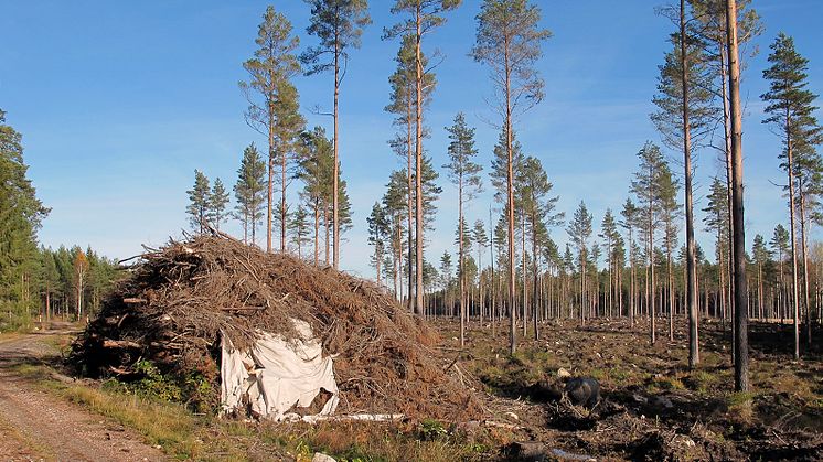Biobränsle från avverkning. Foto: Kjell Andersson, Svebio