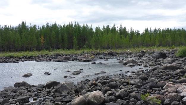 Grundforsens torrfåra, Umeälven. Foto: Åsa Widén