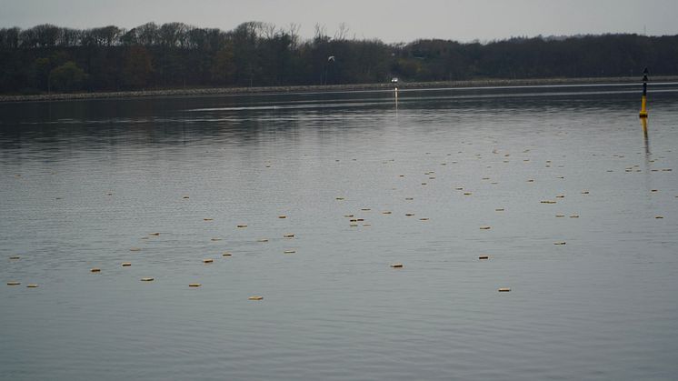 DSC07697.jpg