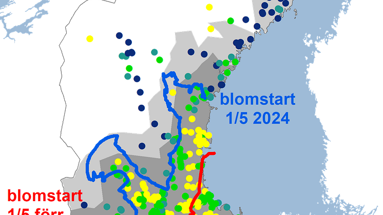 vitsippa2024.png