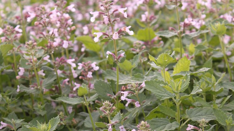 Blånepeta, Nepeta grandiflora 'Dawn to Dusk'. Vårnyhet 2014, Blomsterlandet