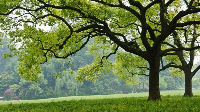 Das Kampferlorbeergewächs ist ein immergrüner Baum. Bild: ABCDstock | stock.adobe.com