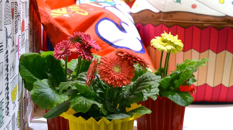 Gerbera