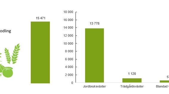 Diagram antal företag växtodling
