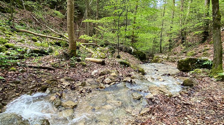 Wasser Hofstetten Chaelengrabenschlucht _ Sebastian Juengel Kopie
