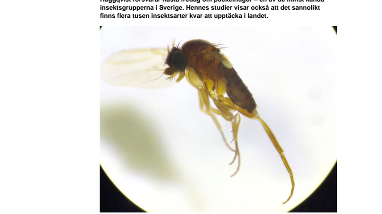 Många nya flugarter upptäckta i Sverige