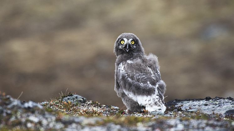 Fjälluggla