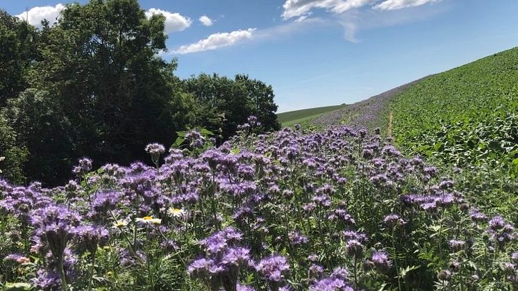 Blommande åkerkanter för biologisk mångfald