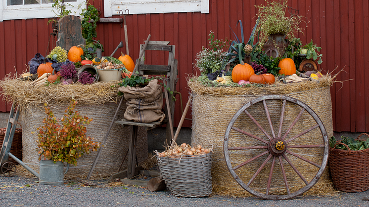 Välbesökt Skördefest på Tjolöholms Slott