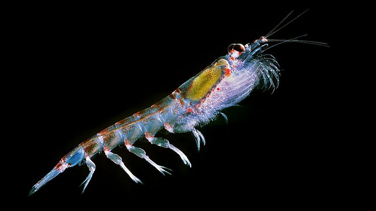 Photo: Wikipedia (https://en.wikipedia.org/wiki/File:Antarctic_krill_(Euphausia_superba).jpg)