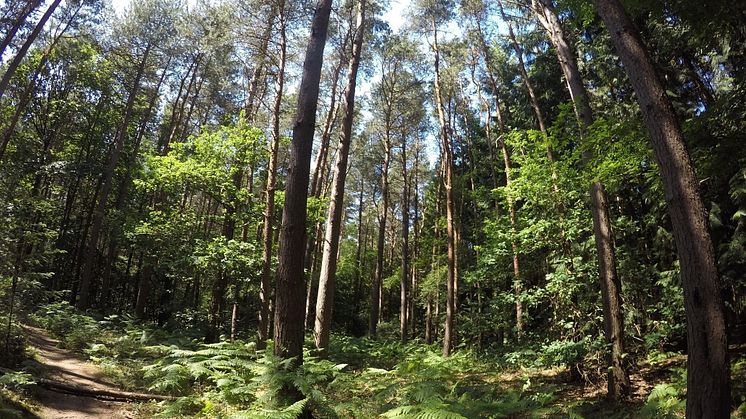 Explore family friendly walks in Hertfordshire