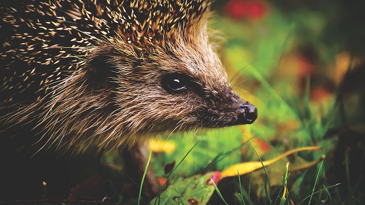 hedgehog-g958c0aa13_1920