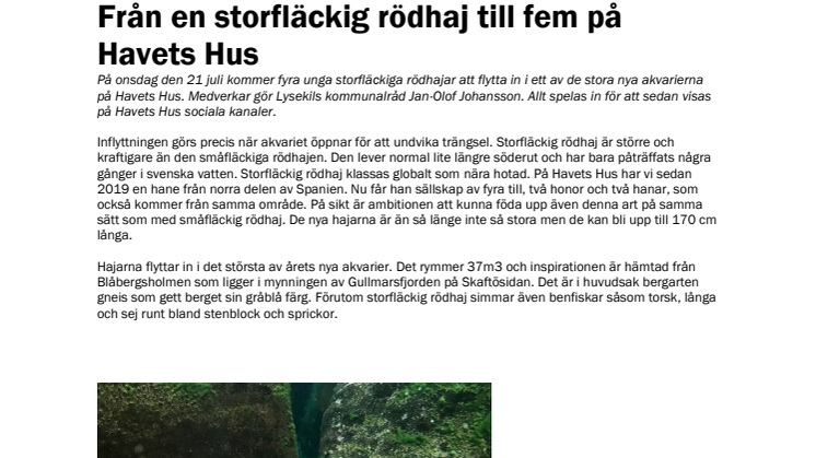 210719 Storfläckig rödhaj flyttar in.pdf