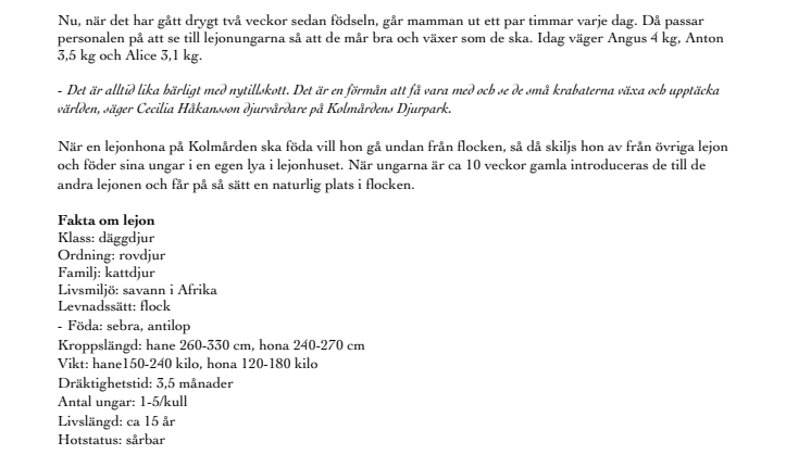Nyfödda lejonungar på Kolmården