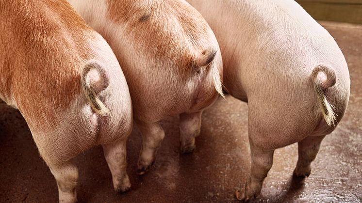 Som deleier av Topigs Norsvin er Norsvin svært godt fornøyd med årets resultat