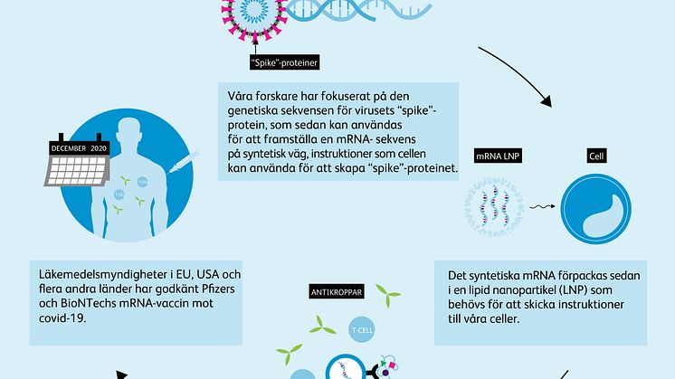 Så fungerar mRNA-vaccin