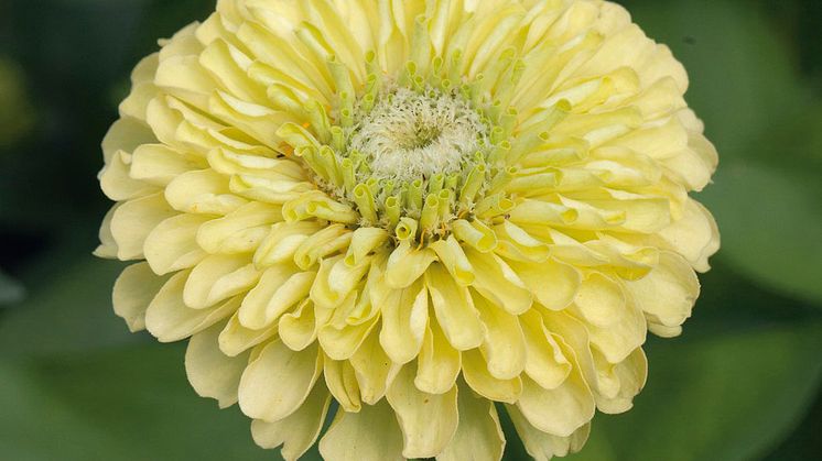 Zinnia 'Isabellina'_638623377956107497-ZS.jpg