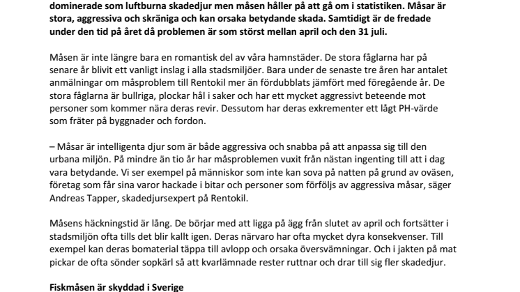 ​Aggressiva måsar ett snabbt ökande problem i många stadsmiljöer