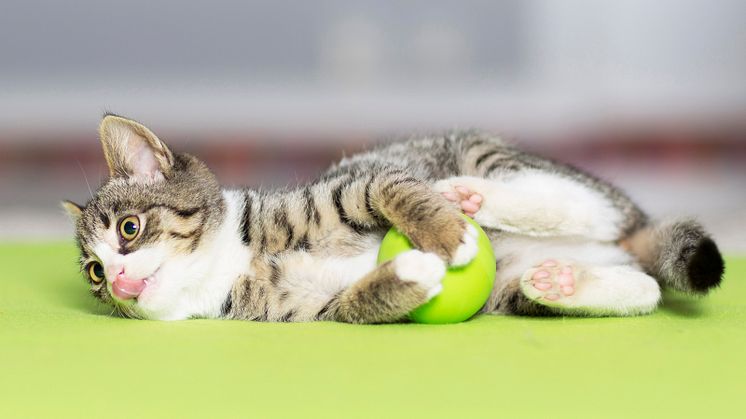 Katt med boll