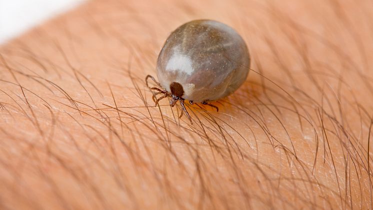 Different cell types in the brain are affected by tick infection