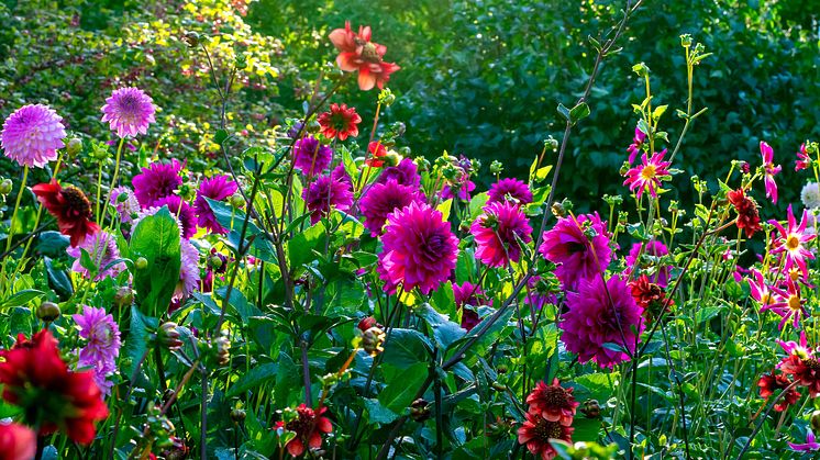 Dahlior sommarblommande knölväxter Blomsterlandet 2023