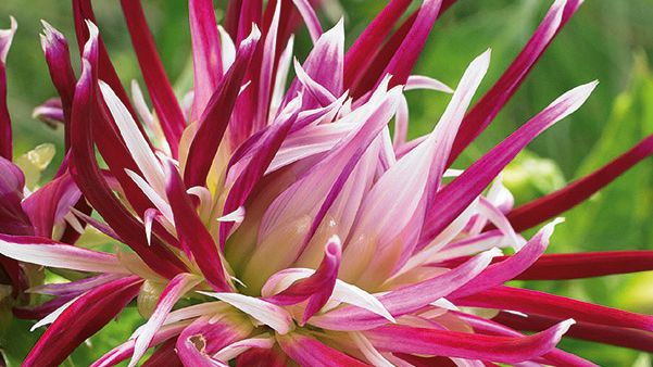 Kaktusdahlia 'Holyhill Spider Woman' Blomsterlandet 2023