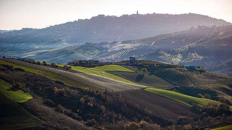 Cirelli Vineyards_org