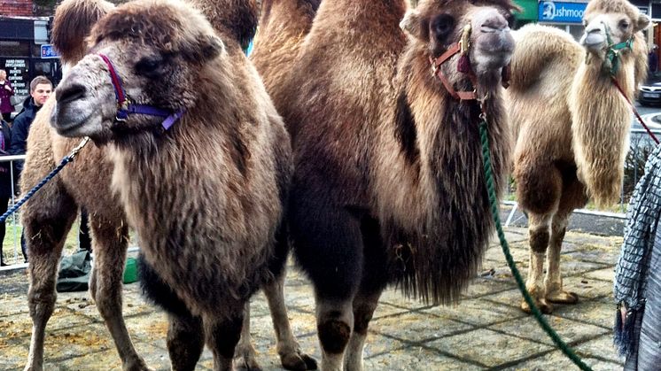Camels bring festive cheer to Ramsbottom