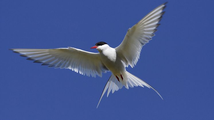 shutterstock_16049941.PetrP.jpg