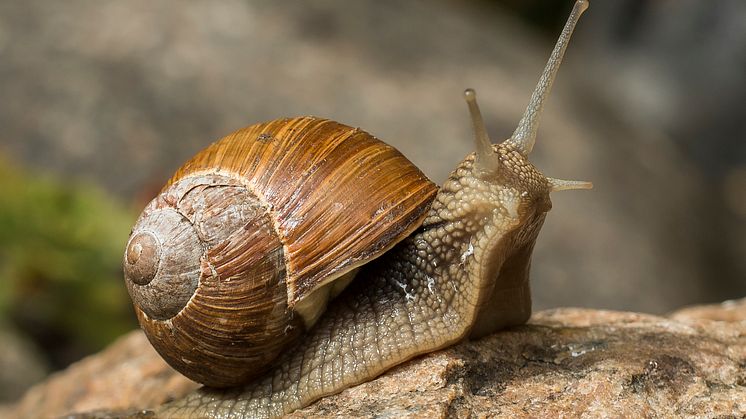 Vinbergssnäcka_Helix_pomatia_Foto_ Jonas_Roth