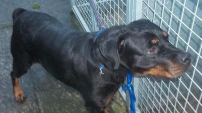 Bury Council is changing the way that it charges for the return of stray dogs