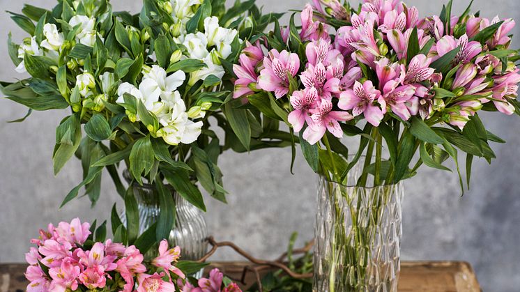 Alstromeria_T2018_0831