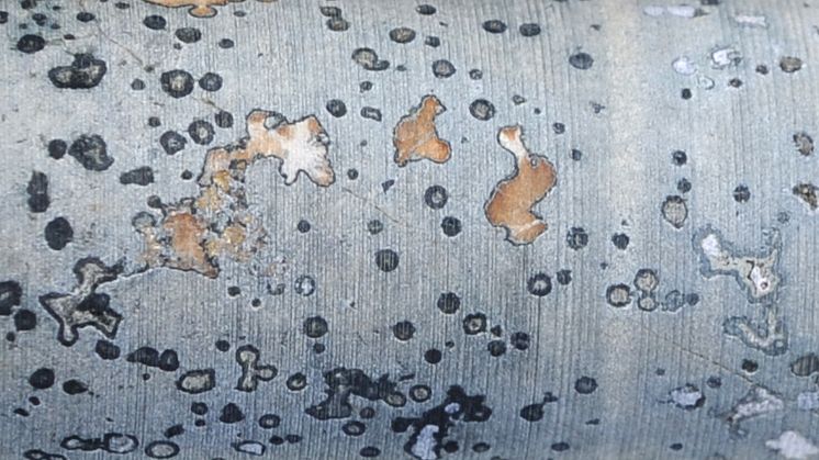 Borrkärna med svampliknande fossil från jordens ungom.