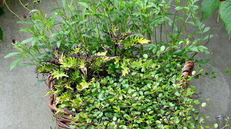 HR3_Chokladskära Plectranthus Muehlenbeckia
