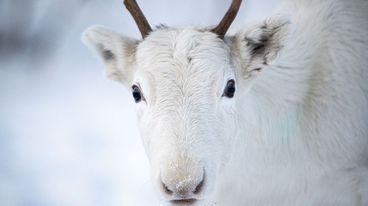 Reindeer - Culinary Ambassador.jpeg