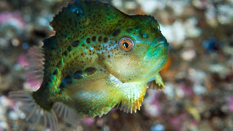 Rensefisken rognkjeks (Foto: Erling Svensen)