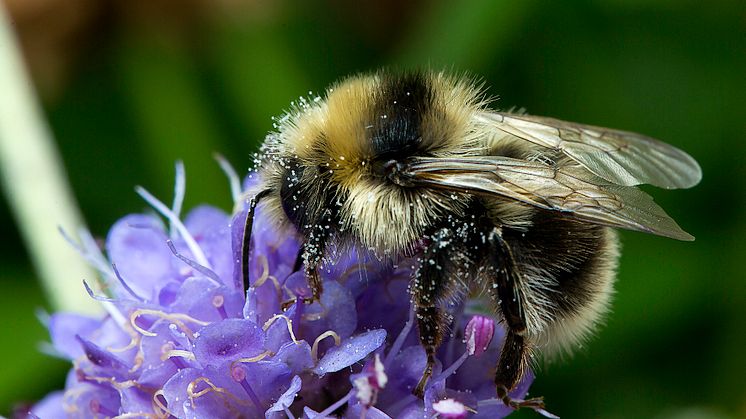 Den nya humlan föreslås få det svenska namnet vitnoshumla. Artens vetenskapliga namn är Bombus semenoviellus. Full med pollen suger humlan nektar och pollinerar samtidigt blomman - en viktig ekosystemsjänst.