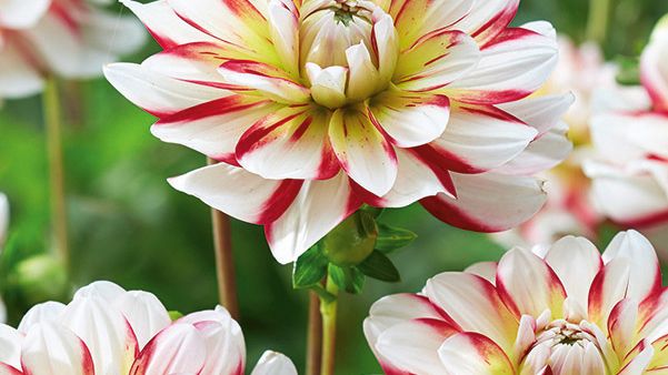 Dekorativdahlia 'Short Track' Blomsterlandet 2023