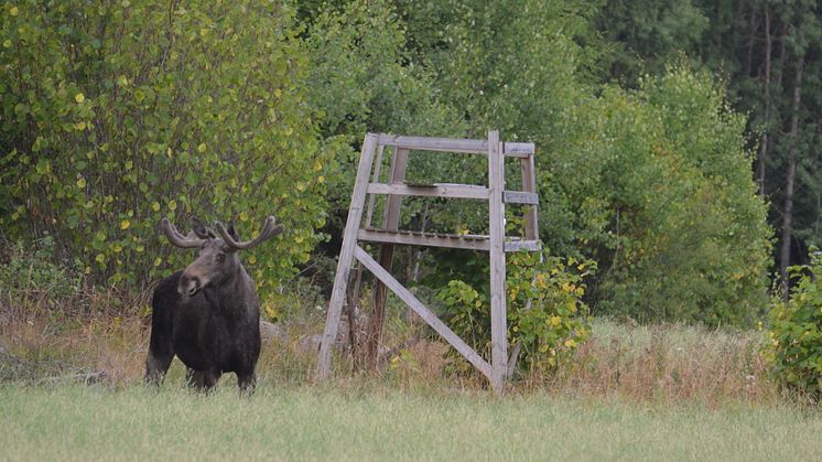 Rätten till fälld älg och tillväxt bland nya jägare...