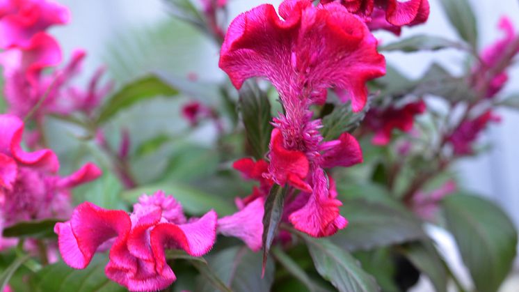 Celosia Hot Topic