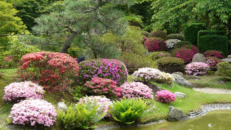 Der Japanische Bonsaigarten in Ferch ist eine Etappe der "Geniessertouren", die 2018 mit dem Tourismuspreis des Landes Brandenburg ausgezeichnet wurden. Foto: TMB-Fotoarchiv/Yvonne Bleeck. 