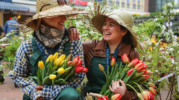Kiels Innenstadt wird zum Blumenmeer mit Geranienmarkt, Gärtnereien, Streichelzoo u.v.m.