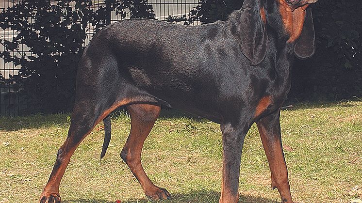 Ny ras i Sverige - Black and tan coonhound
