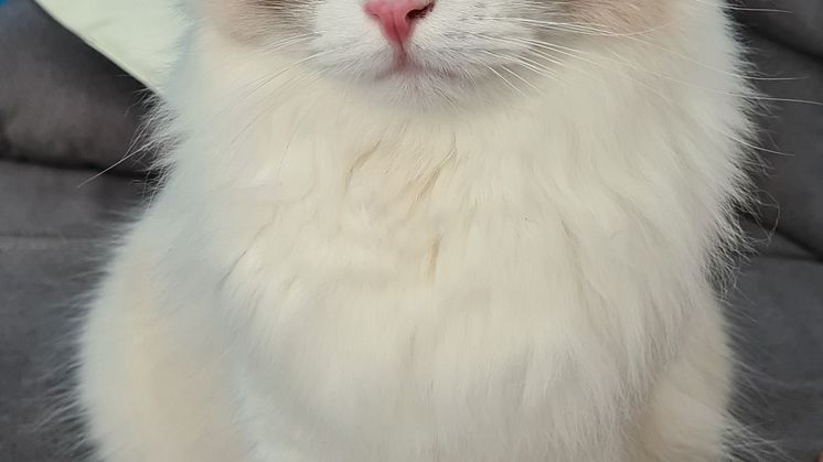 Die schöste Katze Deutschlands 2024 - Nero.jpg